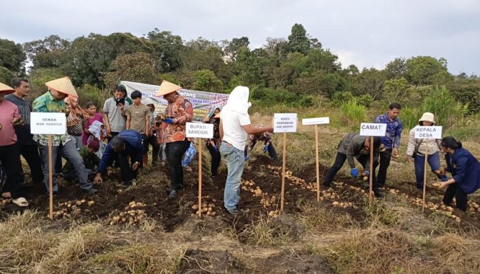 Poktan Marlundu Samosir Panen Kentang