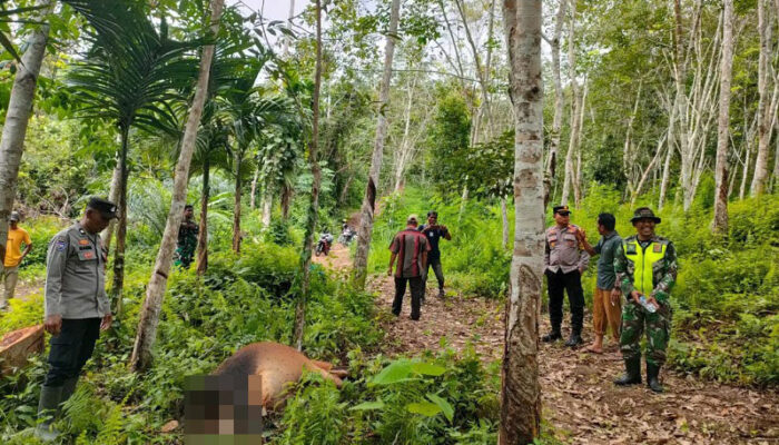 Harimau Kembali Mangsa Sapi Di Aceh Timur