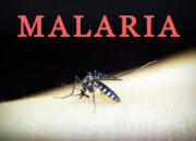 Delapan Orang Meninggal Dan Ratusan Terjangkit, Kabupaten Nisel Nyatakan Darurat Wabah DBD Dan Malaria