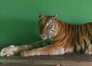 Harimau Sumatera Medan Zoo Mati