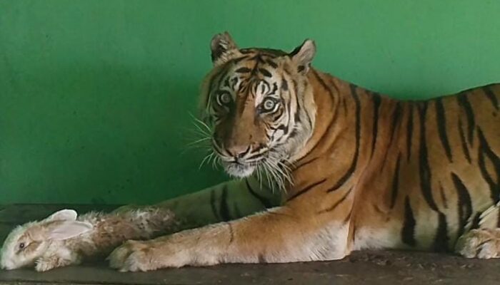 Harimau Sumatera Medan Zoo Mati