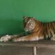 SI Manis, Harimau Sumatera berjenis kelamin betina dilaporkann mati, Jumat (20/9). Waspada/Ist