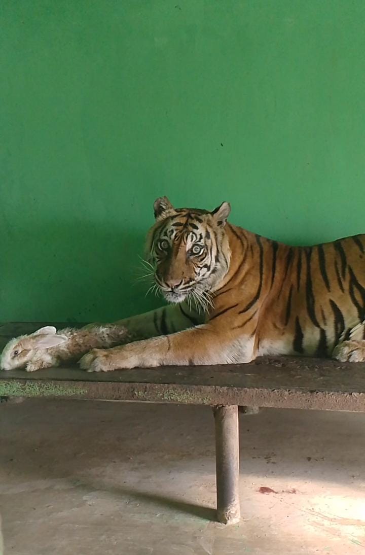 SI Manis, Harimau Sumatera berjenis kelamin betina dilaporkann mati, Jumat (20/9). Waspada/Ist