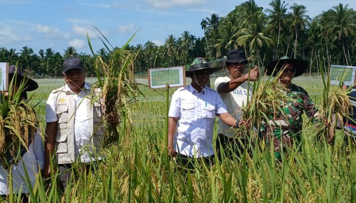 Kadistanbun Bireuen: Tanaman Padi Diserang Penyakit, Lapor Ke BPP Kecamatan