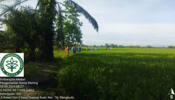 Mahasiswa Polbangtan Kementan Berperan Aktif Atasi Hama Wereng