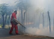 202 Kasus DBD Di Bireuen, Gotroy Satu Solusi Basmi Nyamuk