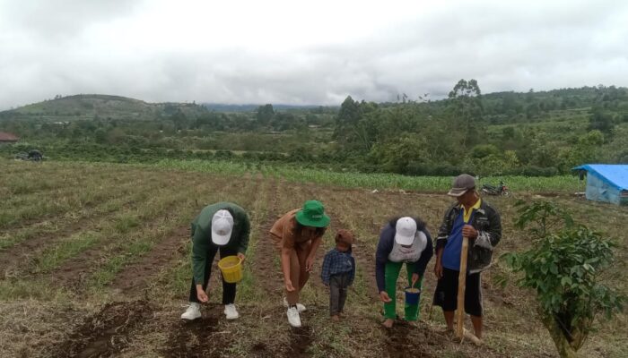 Tanam Padi Gogo Bangkitkan Lagi Tradisi Adat Di Dairi