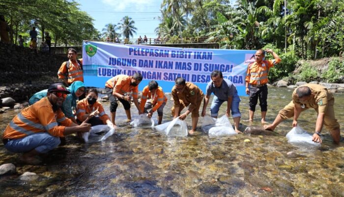 Agincourt Resources Tebar Puluhan Ribu Bibit Ikan di Lubuk Larangan