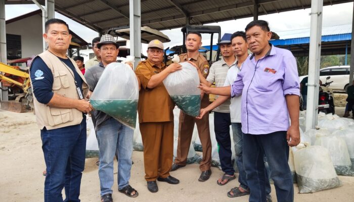 RSI Serahkan 52.500 Benih Ikan Tilapia Ke 10 Pokdakan Di Toba