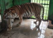 Sakit Tua, Si Manis Harimau Sumatera Koleksi Medan Zoo Mati