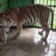 SI Manis, Harimau Sumatera berjenis kelamin betina mati Jumat (20/9/2024) sore sekira pukul 16.30 WIB di dalam kandangnya di Medan Zoo. Waspada/Dok