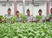 Lapas Medan Panen Raya Tanaman Hidroponik