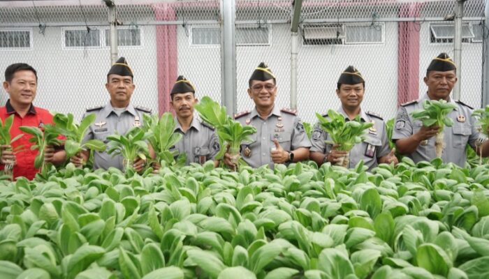 Lapas Medan Panen Raya Tanaman Hidroponik