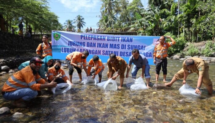 Dorong Ekosistem Perairan Lestari, Agincourt Resources Tebar Puluhan Ribu Bibit Ikan di Lubuk Larangan