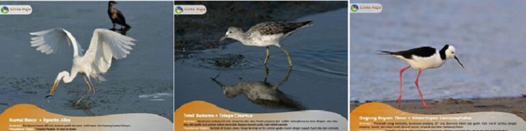Berbagai burung mancanegara sedang migrasi ke Gampong Cinta Raja. Waspada/Ist
