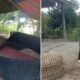 Plt Kanit Reskrim Polsek Tanahjawa dan personel lainnya saat mengamankan barang bukti arena sabung ayam di UD Tangkahan, Huta I Sigaol, Nagori Bosar Bayu, Minggu (8/9).(Waspada/ist)