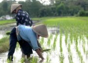 Program Asuransi Usaha Tani Padi Cukupannya Masih Terbatas