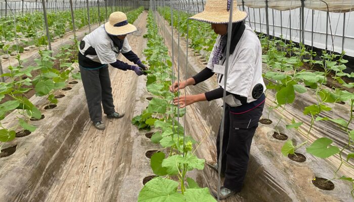 Kementan Kirim Alumni Polbangtan Medan Magang Ke Jepang