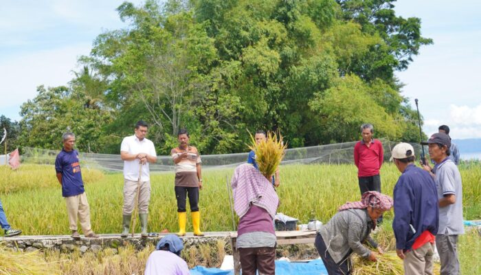 Petani Di Balige Curhat Sama Bobby Nasution, Soal Pupuk Hingga Infrastruktur