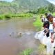 Pemkab Samosir Bersama DKP Provsu Tabur Benih Ikan Di Danau Toba
