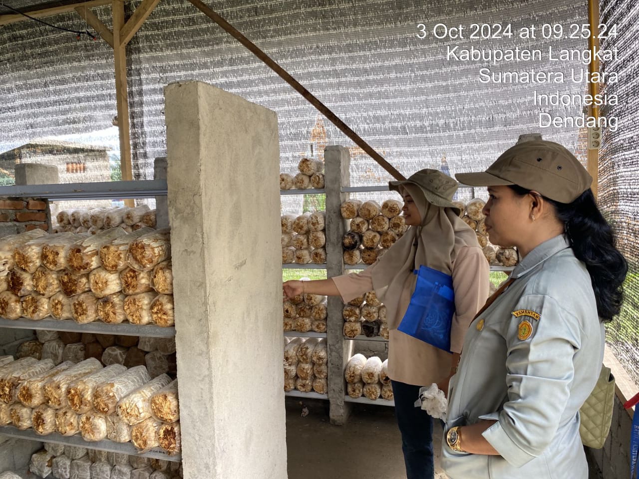 Nanda Frisca Amalia, alumni Polbangtan Medan tahun 2023 saat ini mengembangkan usaha jamur tiram dengan nama Omah Jamur Tiram yang berlokasi di Lingkungan 1 Bukitmas, Kelurahan Dendang, Kecamatan Stabat, Kabupaten Langkat sejak tahun 2020.
