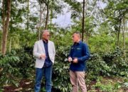 Berhasil Tingkatkan Produktivitas Kebun Kopi Arabika Tertua Ke 3, Palmco Bawa Java Coffee  Kembali Mendunia
