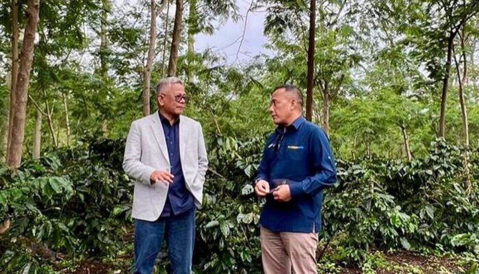Berhasil Tingkatkan Produktivitas Kebun Kopi Arabika Tertua Ke 3, Palmco Bawa Java Coffee  Kembali Mendunia