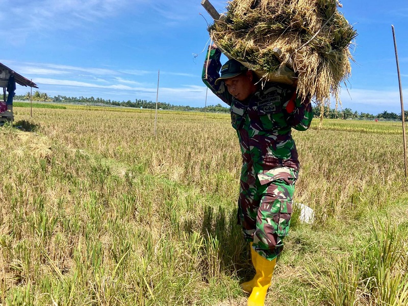 Kodim 0104/Aceh Timur Dorong Swasembada Pangan Kodim 0104/Aceh Timur Dorong Swasembada Pangan