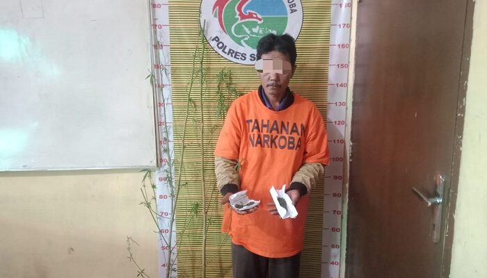 Tanam Ganja, Seorang Pria Di Samosir Ditangkap