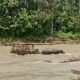 Sejak putusnya titi gantung Desa Aeklancat diterjang arus sungai, petani terpaksa mengunakan jasa angkutan pedati untuk mengangkut buah sawit menyeberangi sungai Barumun.(Waspada/Ist)