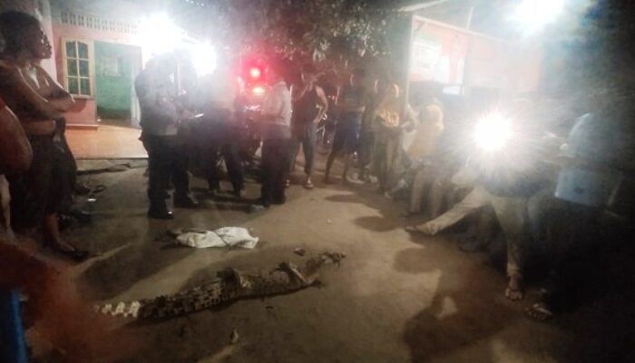 Buaya Liar Ditangkap Warga Batubara