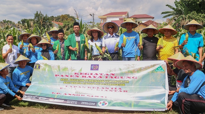 Kalapas, Kejari dan Ketua PN Simalungun saat melakukan panen raya jagung karya WBP Lapas Kelas IIA P.Siantar, Jumat (18/10).(Waspada/ist).
