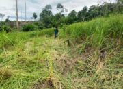Gajah Obrak-abrik Enam Hektare Tanaman Padi – Jagung Di Aceh Timur