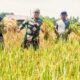 Danramil 15/Peureulak Barat, Kapten Inf Irwansyah saat panen padi bersama petani di tengah hamparan sawah yang menguning di Desa Cot Geulumpang, Kecamatan Peureulak Barat, Kabupaten Aceh Timur, Rabu (30/10). Waspada/dede