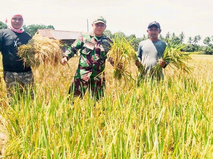 Danramil 15/Peureulak Barat, Kapten Inf Irwansyah saat panen padi bersama petani di tengah hamparan sawah yang menguning di Desa Cot Geulumpang, Kecamatan Peureulak Barat, Kabupaten Aceh Timur, Rabu (30/10). Waspada/dede