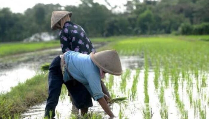 10 Tahun Terakhir Sektor Primer Kurang Diminati Investasi