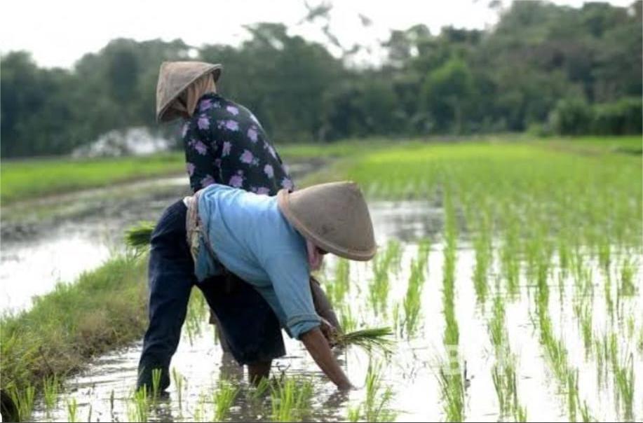 10 Tahun Terakhir Sektor Primer Kurang Diminati Investasi