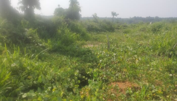 Terbengkalai, Lahan PSR Gapoktan Beringin Jaya Berubah Jadi Belukar
