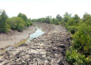 Laju Kerusakan Hutan Mangrove Di Langkat Kian Mengkhawatirkan