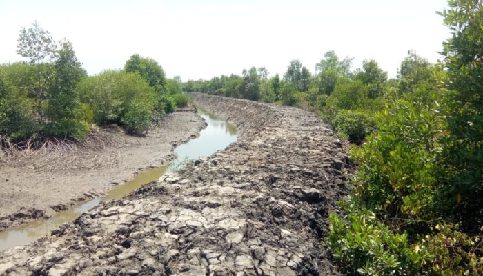 Laju Kerusakan Hutan Mangrove Di Langkat Kian Mengkhawatirkan