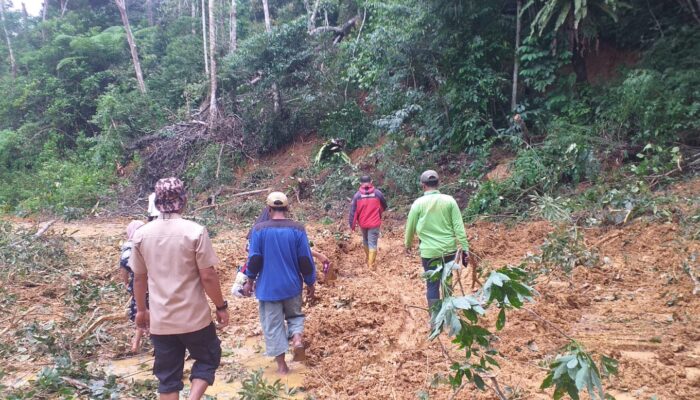 Relawan Pramuka Peduli Bantu Penanganan Bencana Longsor Di Sosopan