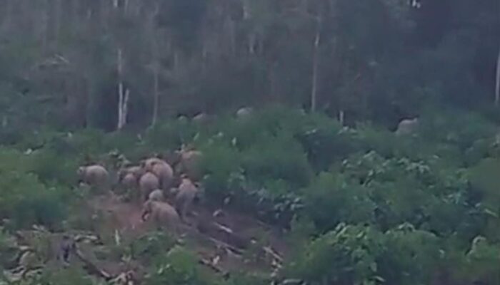 40 Gajah Mengamuk