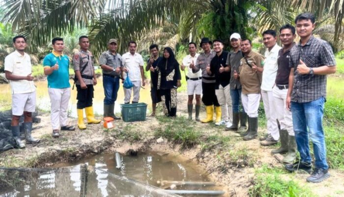 ANJAS Panen Perdana Ikan Nila Bersama Koptan Peduli Api Tapsel