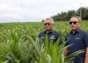 PTPN Inisiasi Program PSR Intercropping Padi Dukung Swasembada Pangan nasional