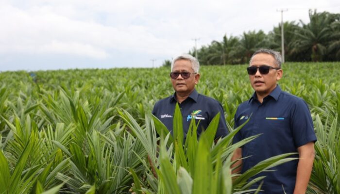 PTPN Inisiasi Program PSR Intercropping Padi Dukung Swasembada Pangan nasional