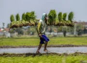 Mewujudkan swasembada pangan