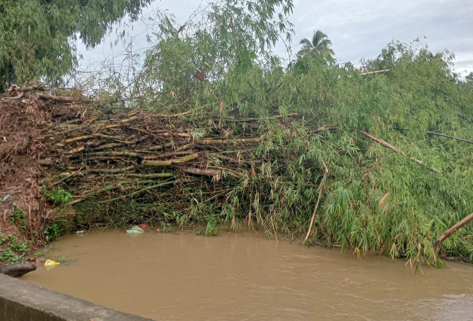 Rumpun Bambu Tumbang Hambat Aliran Sungai