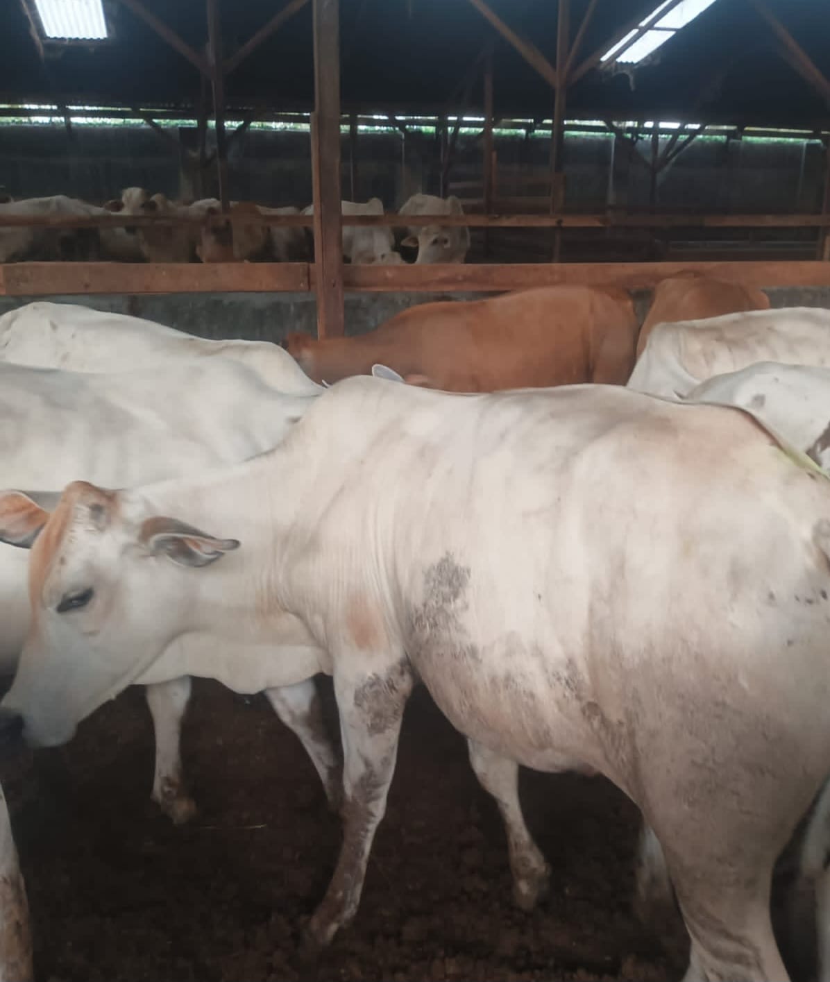 Peternak Sapi Di Deliserdang Berharap Daging Sapi Jadi Menu MBG