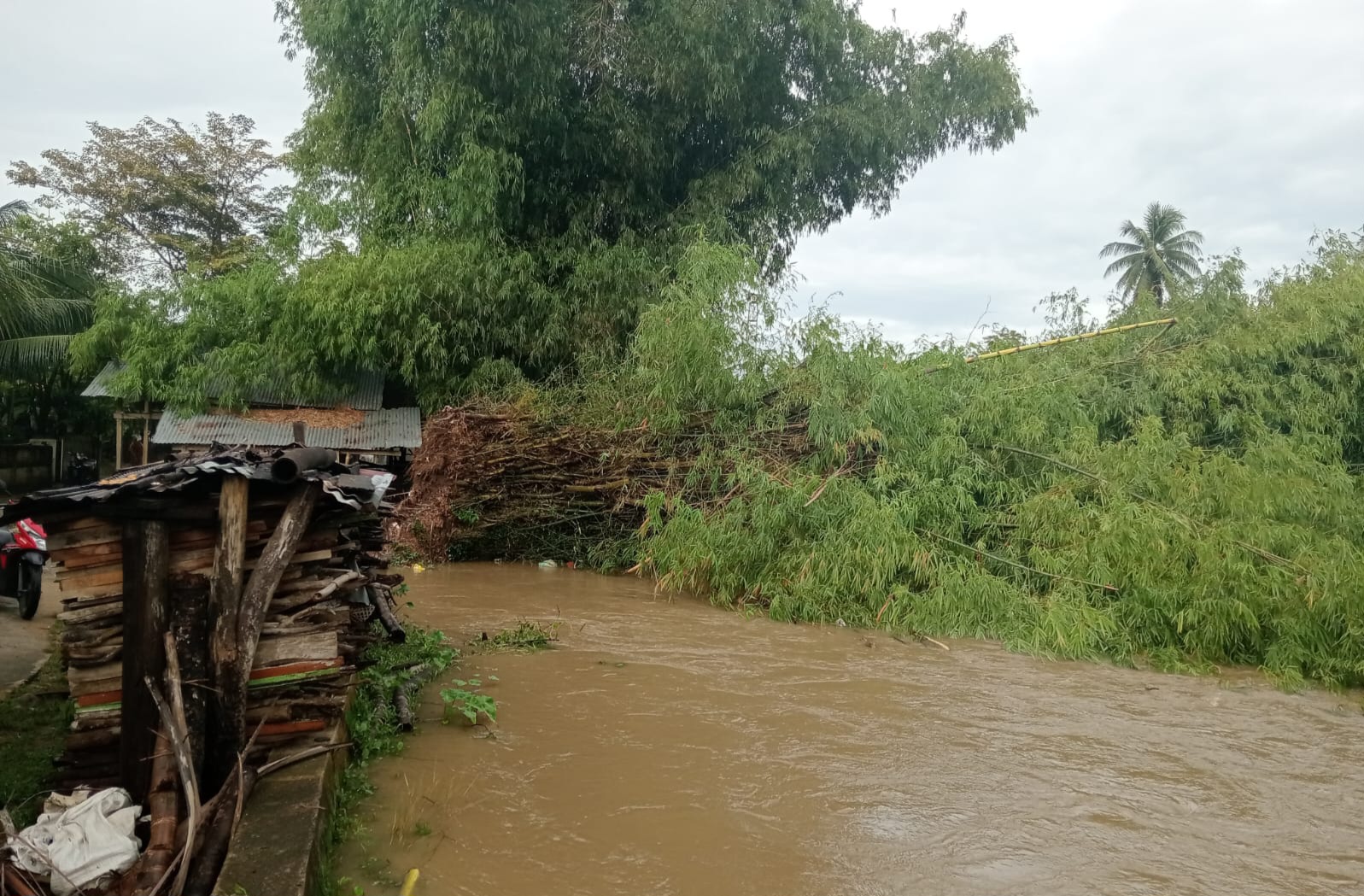 Rumpun Bambu Tumbang Hambat Aliran Sungai