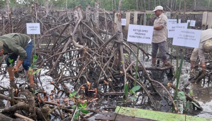 Penegakan Hukum Tak Tegas Penyebab Kerusakan Hutan Mangrove Di Langkat